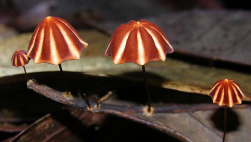 Umbrella fungi (Marasmius sp ?), Rio Urubu, Brazil