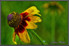 sunflowerhdr