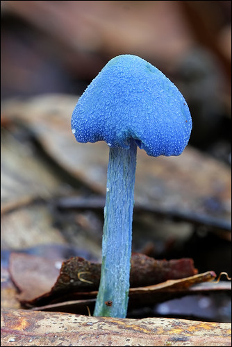 Blue Australian Fungi