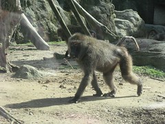 20090418-狒狒