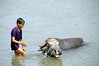 boy and cow in river