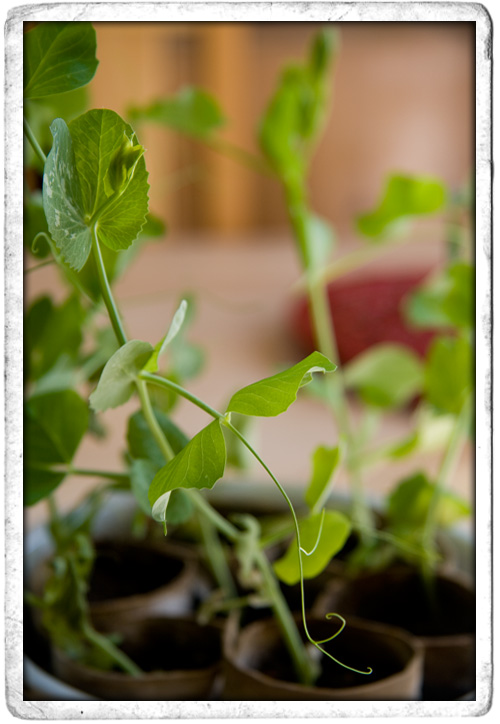 :: Growing Garden Peas