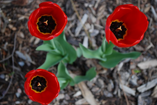 Tulip trio
