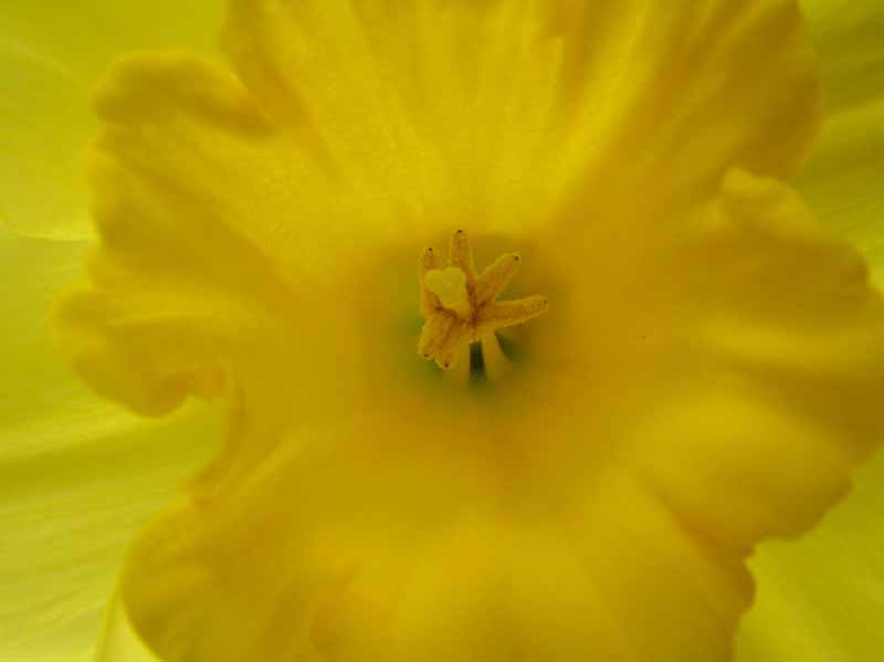 Photo: Narcissus sp.