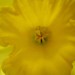 Photo: Narcissus sp.