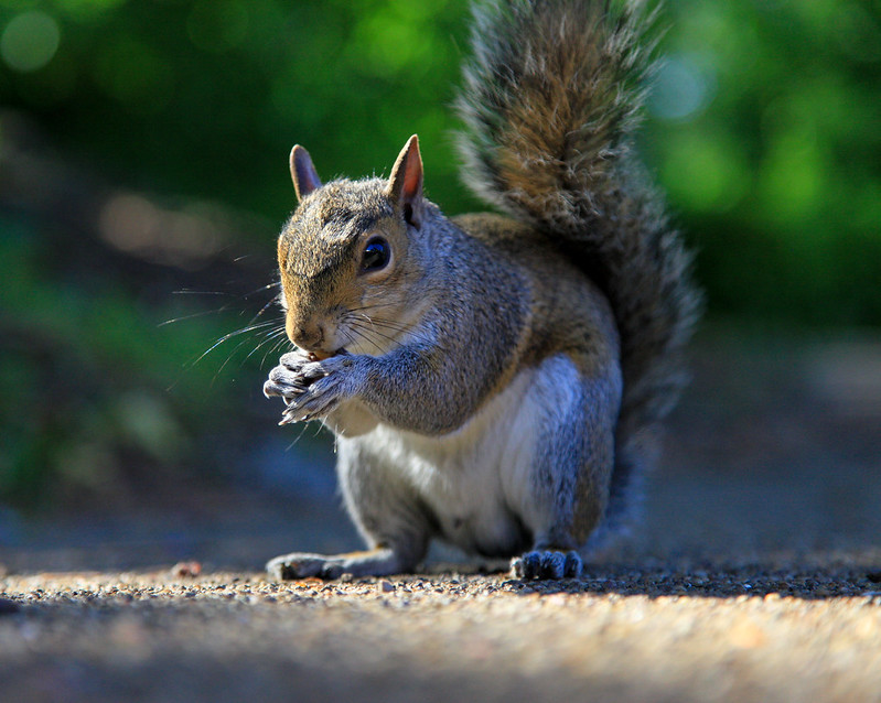 Squizzler loves his peanuts<br/>© <a href="https://flickr.com/people/34872683@N04" target="_blank" rel="nofollow">34872683@N04</a> (<a href="https://flickr.com/photo.gne?id=4643054292" target="_blank" rel="nofollow">Flickr</a>)
