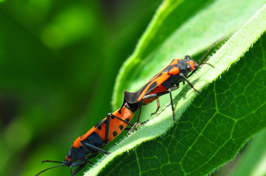 Insect Forum insects | DPReview Forums