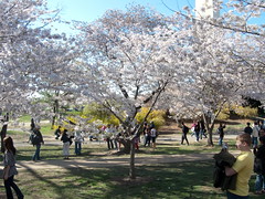 Yoshino Cherry Tree Blossoms