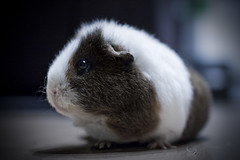 Guinea Pig by Christopher Schirner, on Flickr