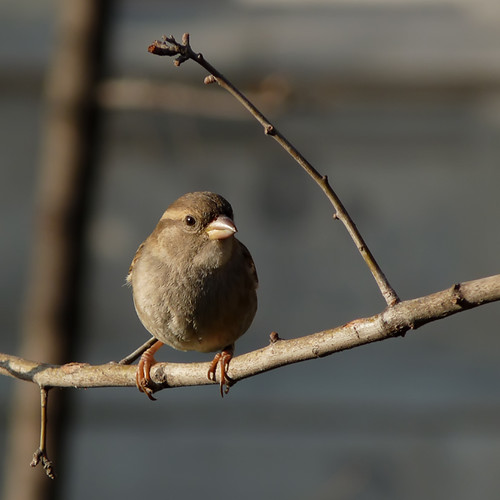 gorrioncilla _O<_  little sparrow