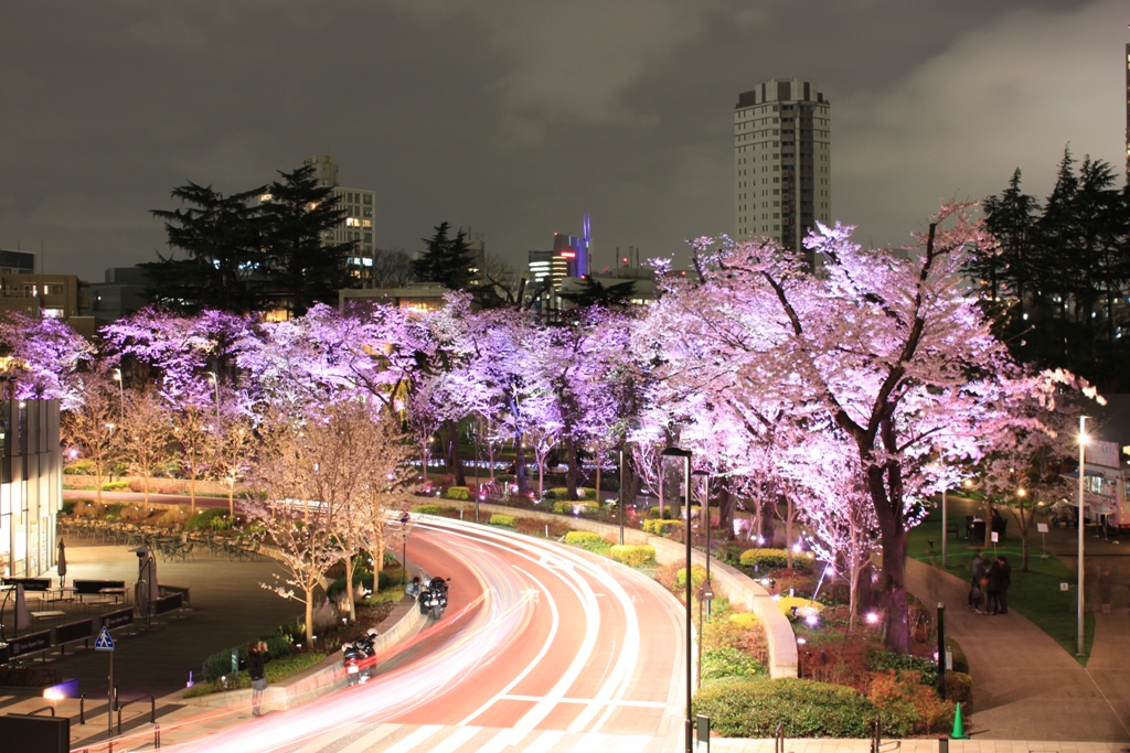 A Japan photo No.70 :Tokyo midtown,Sakura