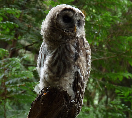 Barred Owl Chick - Seward Park Seattle