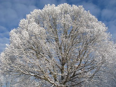 Quercus alba, White Oak