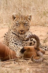 Leopard - Panthera pardus) vs. Impala (Aepyceros melampus)