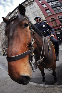 NYPD Snout