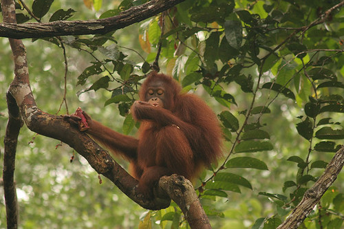 Orangutan at Semenggoh