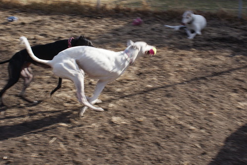 Three legged greyhound Calamity races