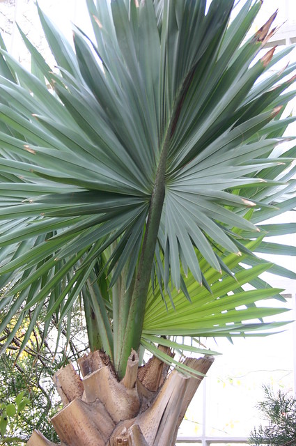 Foto: Bismarck palm