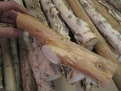 peeled paperbark limb among non-peeled versions