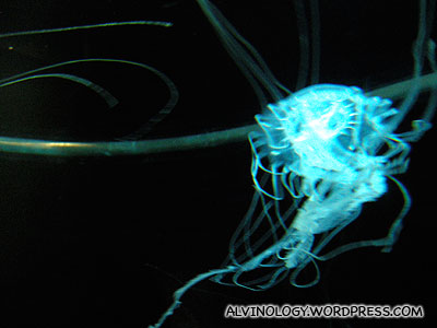 Electric bolt-like jellyfish