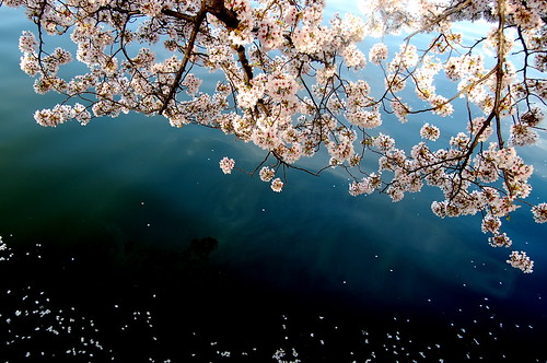 blossoms over the water