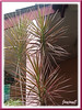 Dracaena marginata 'Tricolor' (Rainbow Tree, Tricolor/Variegated Dracaena, Variegated Madagascar Dragon-Tree, Red-margined/Red-edged Dracaena)
