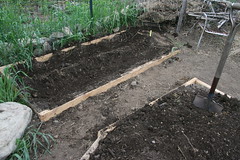 planted asparagus bed