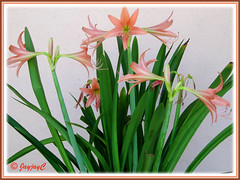 Reliable salmon-coloured Hippeastrum at our backyard, flowering for Easter Season