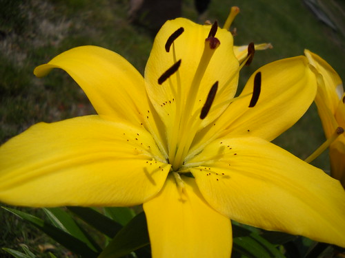 yellow lily
