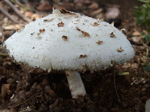 mushroom by grungepunk2010, on Flickr