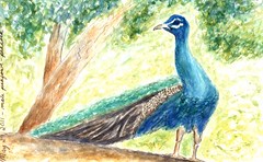 peacock in Israel