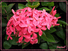Ixora coccinea 'Nora Grant' (Jungle Flame/Geranium, Flame of the Woods, Needle Flower) with pink flowers, seen in Kuala Lumpur