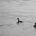 May photowalk B&W - cormorant silhouettes