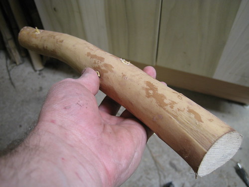 peeled paperbark limb
