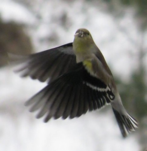 goldfinch in flight