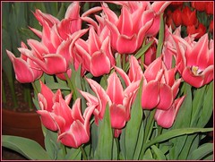 Tulip Competition