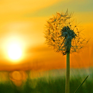 Dandelion Dreams or Wishes at Sunset