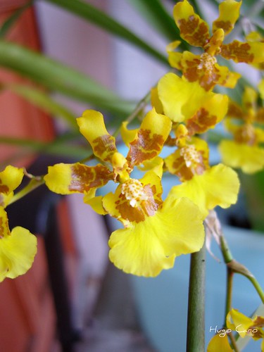 Orquídea Oncidium sphacelatum Lindl. - a photo on Flickriver