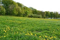 Weide in Mecklenburg