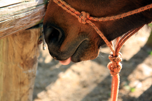 Horse lips