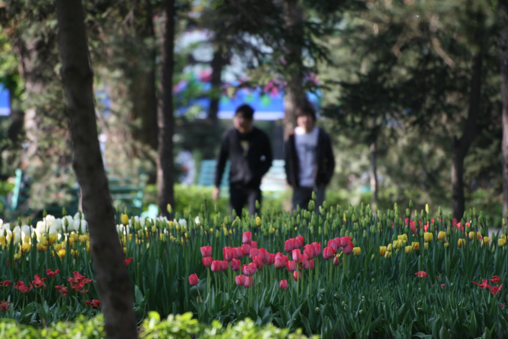 Алматы цветет тюльпаны.