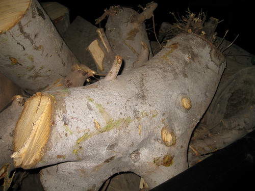 Ficus microcarpa log in truck bed
