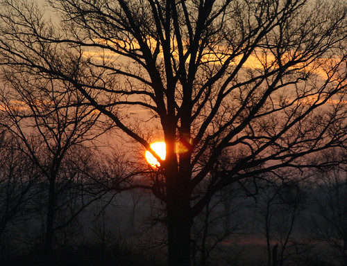 Tree Sunrise