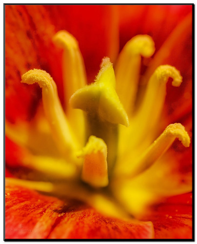 first tulip of spring macro.jpg