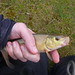 fish #14 of the weekend: another tench, but sadly the last fish of the weekend