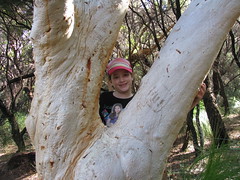 Tree Hugger Lilly
