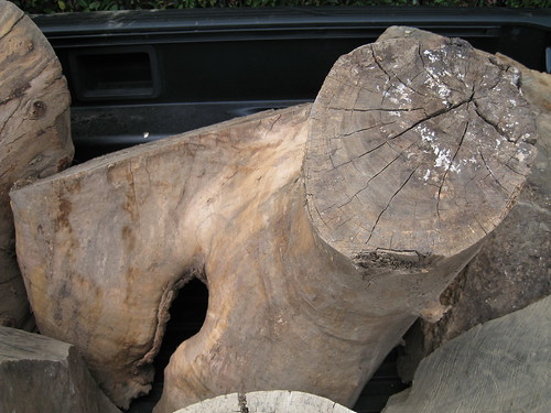 forked Eucalyptus log