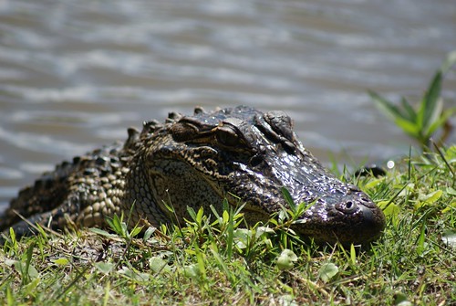 Alligators - Trip to Louisiana