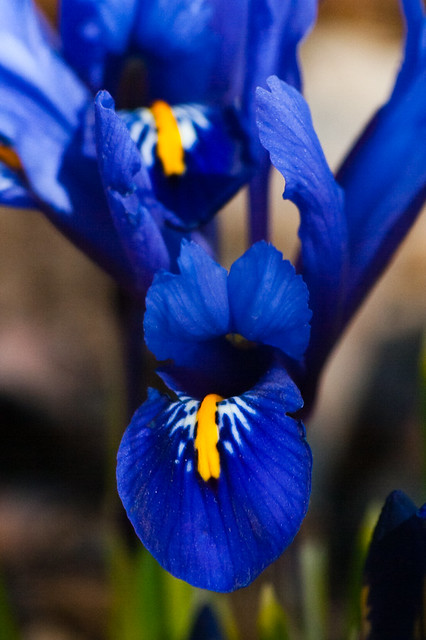 Photo: Iris reticulata