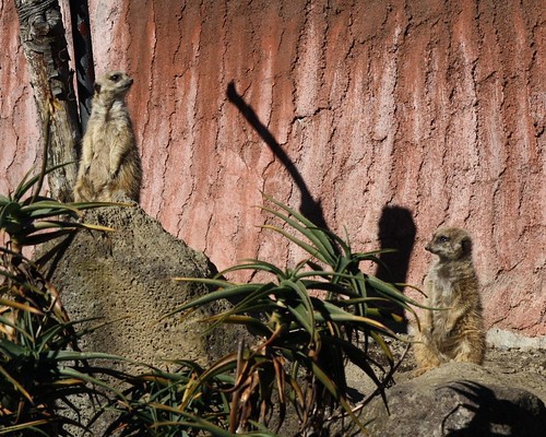 ミーアキャット meerkat